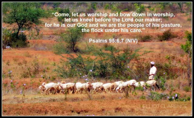 psalm-95-sheep