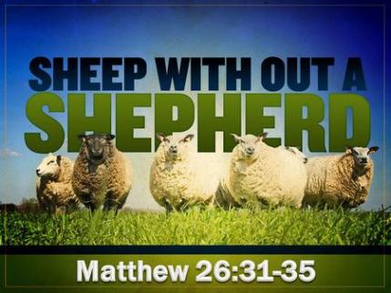 Matthew 26 sheep without
