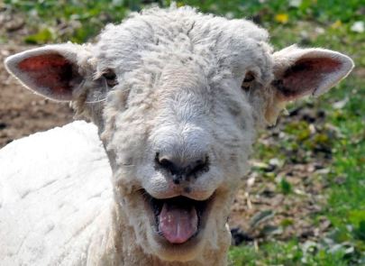 John 10 happy sheep