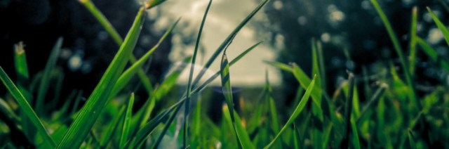 2 Peter 1 grass growing