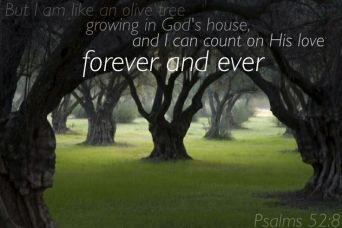 Psalm 52 Gods love