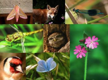 Psalm 104 creatures no words