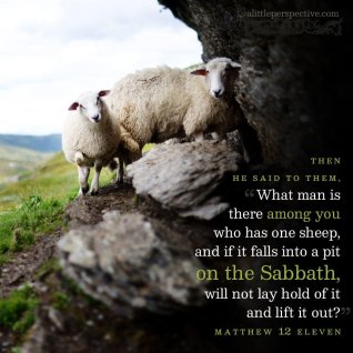 Matthew 12 sheep