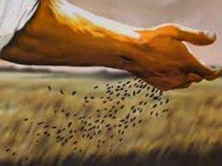 Matthew 13 seeds