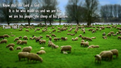 Matthew 18 sheep of His.jpg