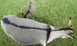 Mark 11 donkey's back