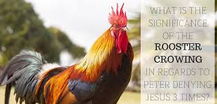 luke-22-rooster.jpg