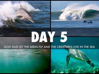 Genesis birds and fish