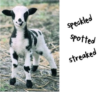 Genesis 30 Jacobs flock