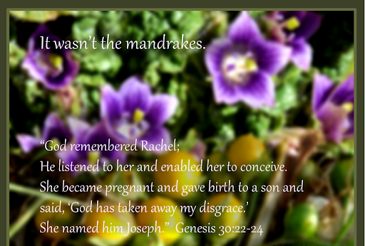 Genesis 30 not the mandrakes