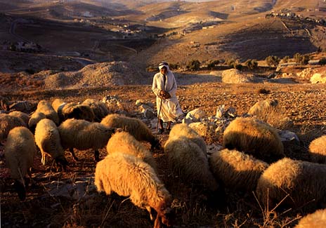 Genesis 31 Jacob and sheep