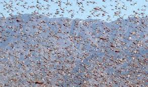 Exodus 10 locusts