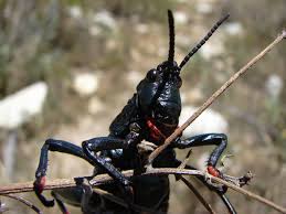 Exodus 10 one locust