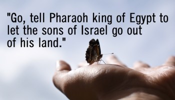 Exodus 6 go tell