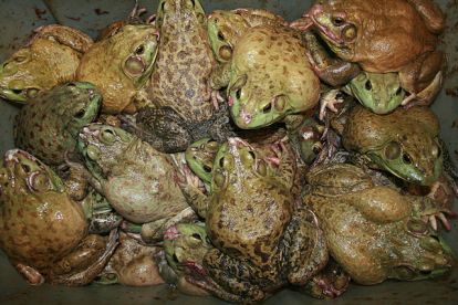 Exodus 8 frogs
