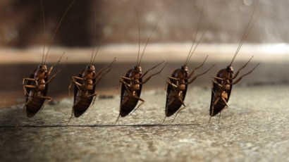 Exodus 8 roaches