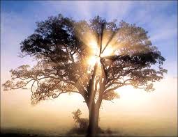 Genesis 35 tree where