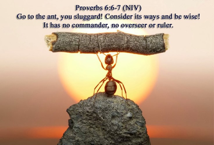 Proverbs 6 strong ant