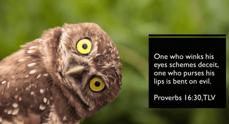 Proverbs 16 owl