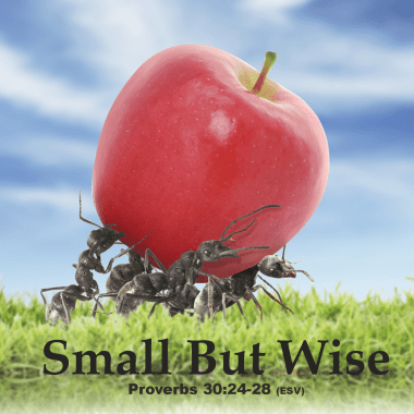 Proverbs 30 small but wise