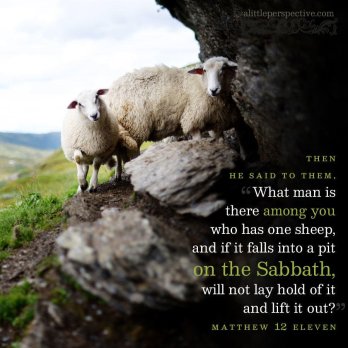 Matthew 12 sheep