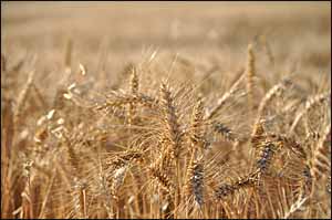 Matthew 9 harvest fields